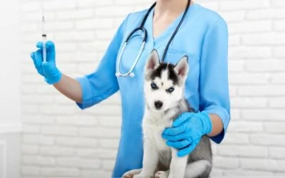 The Importance of Pet Vaccines